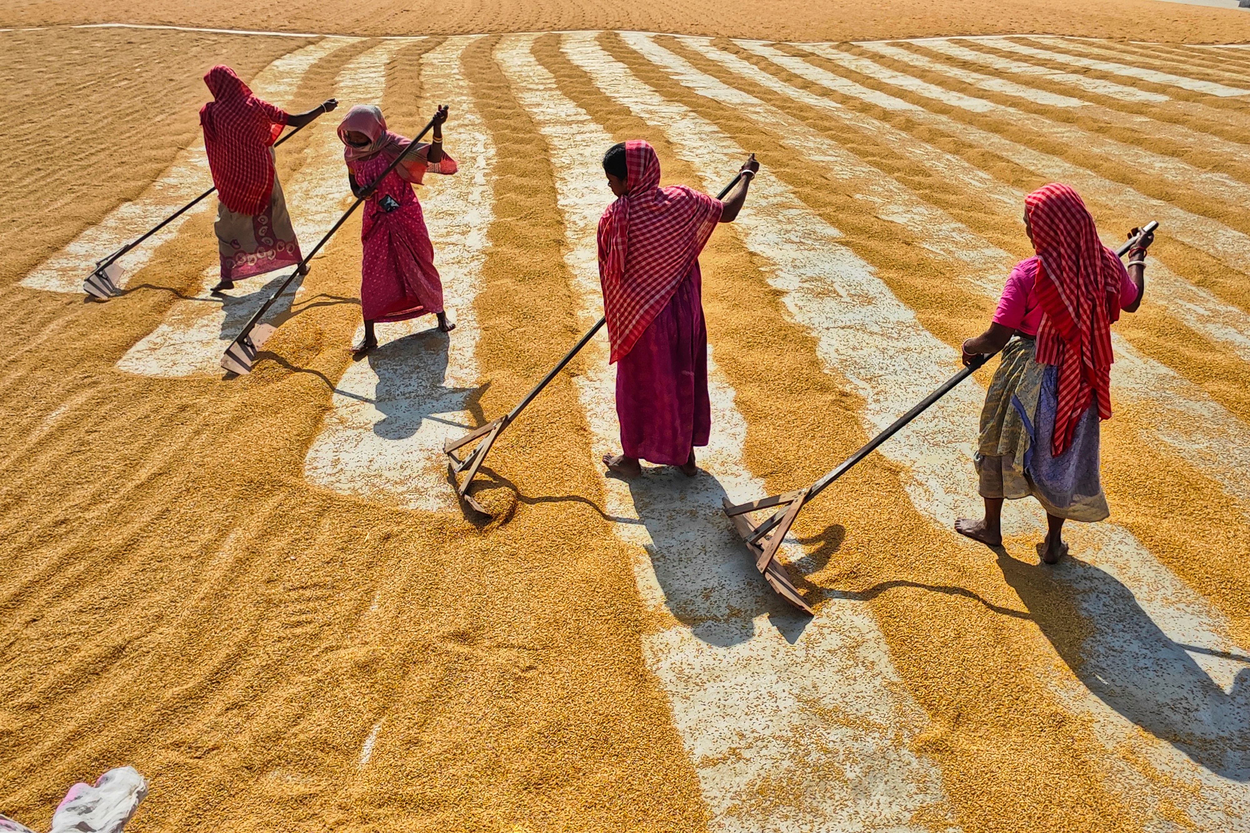 Women raking grain to dry in the sun, seen from above