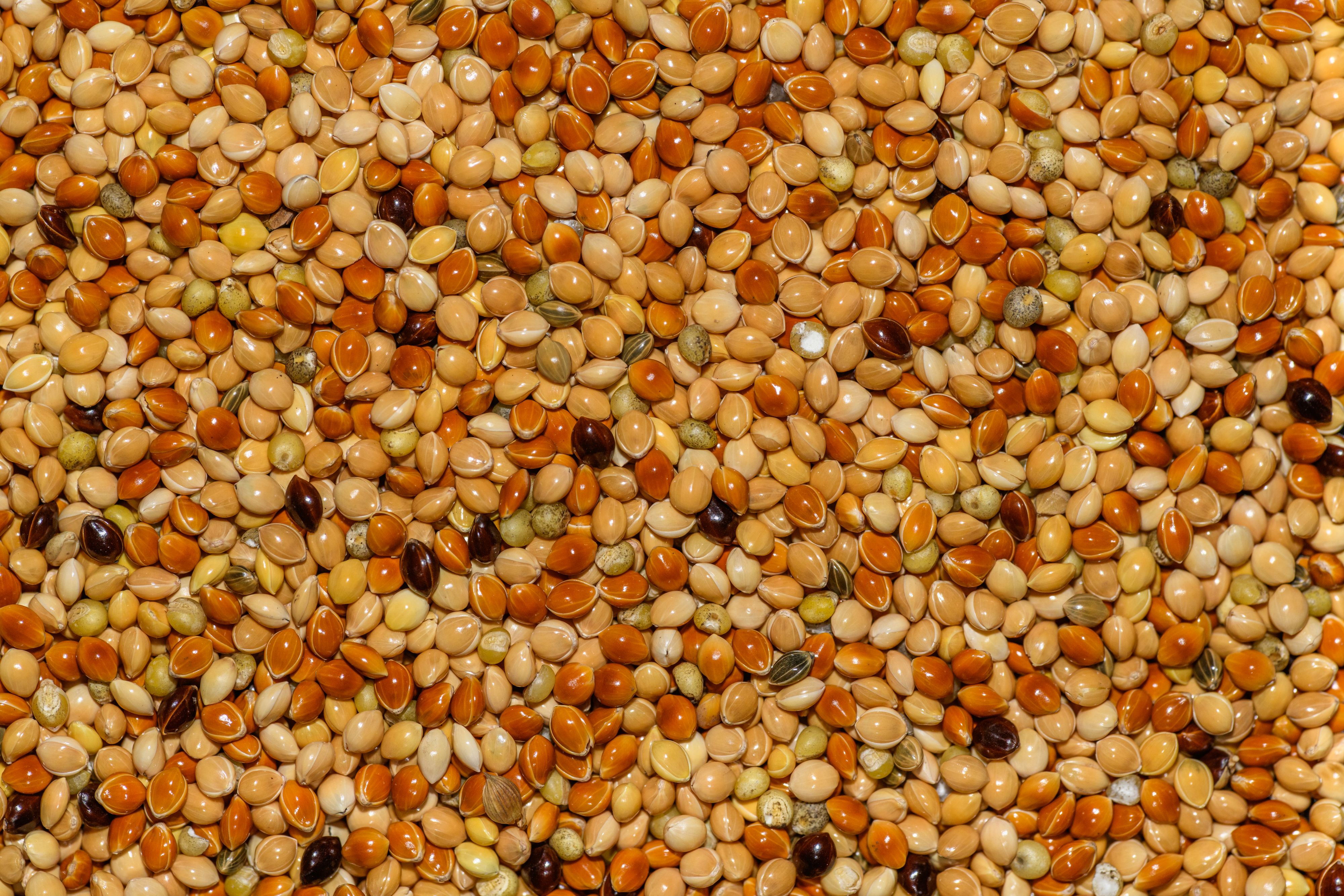 Millet and grains laid out for sorting