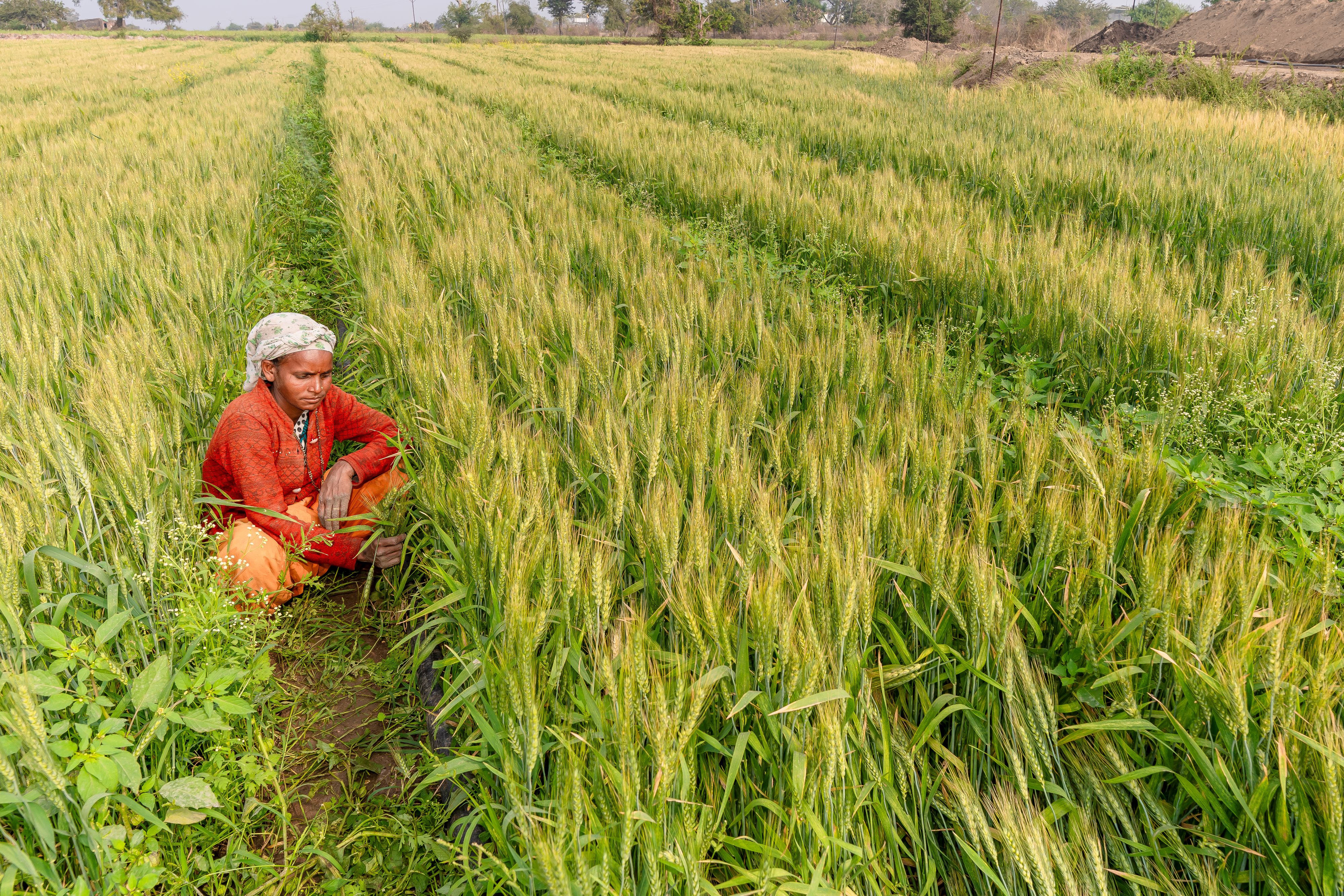 A farmer walking through a green wheat field