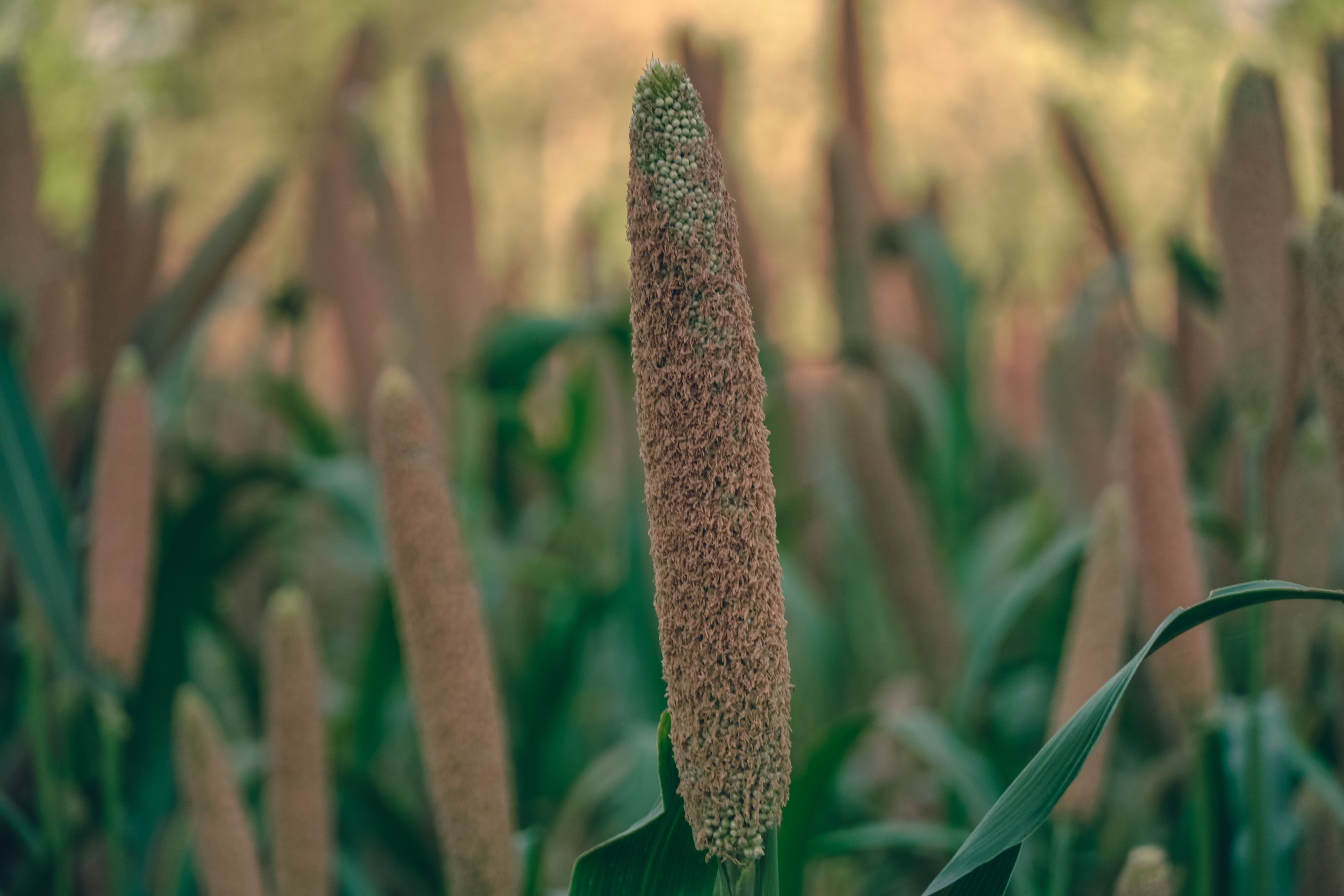 Millet heads ripening in the field