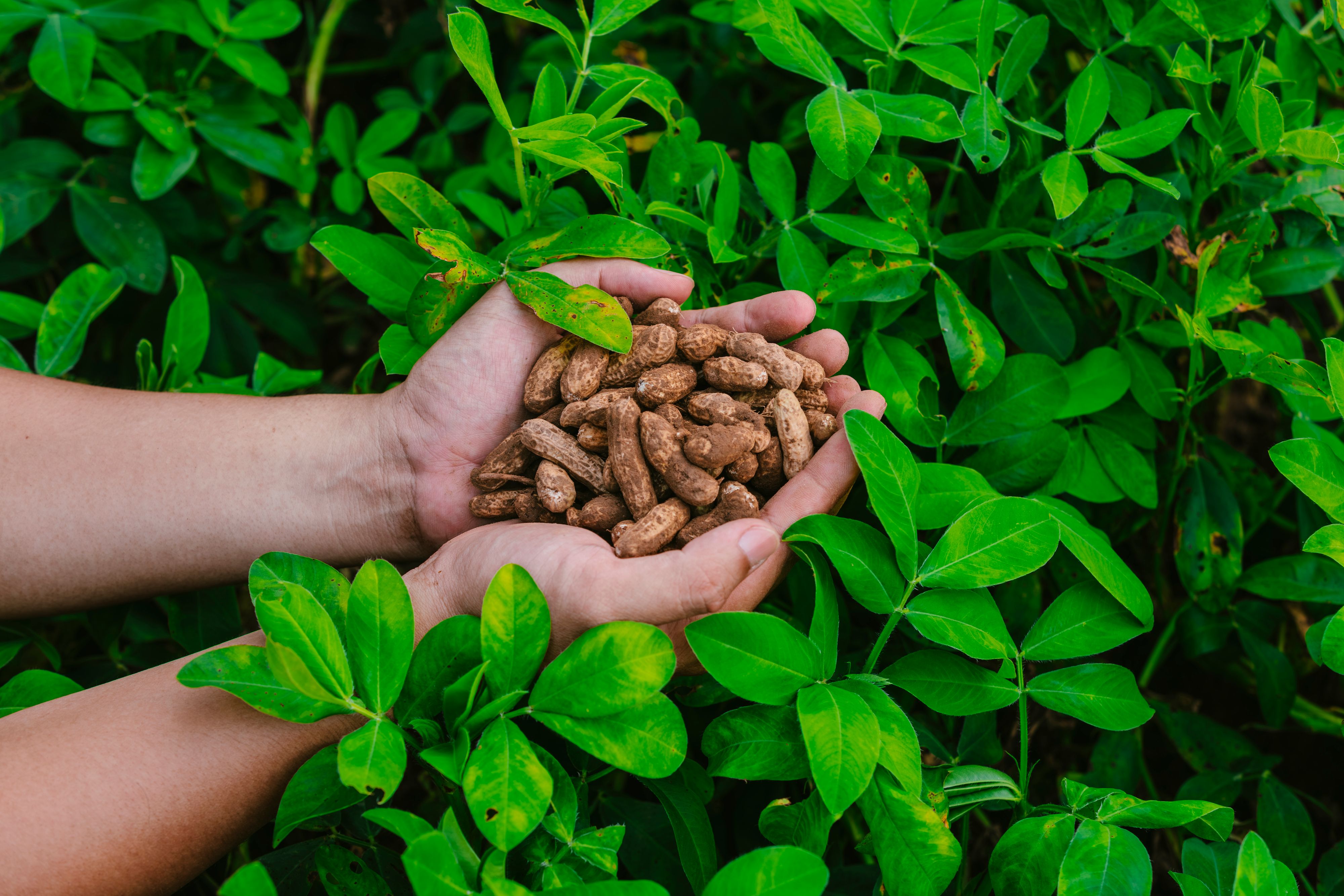 Hands holding freshly pulled groundnuts