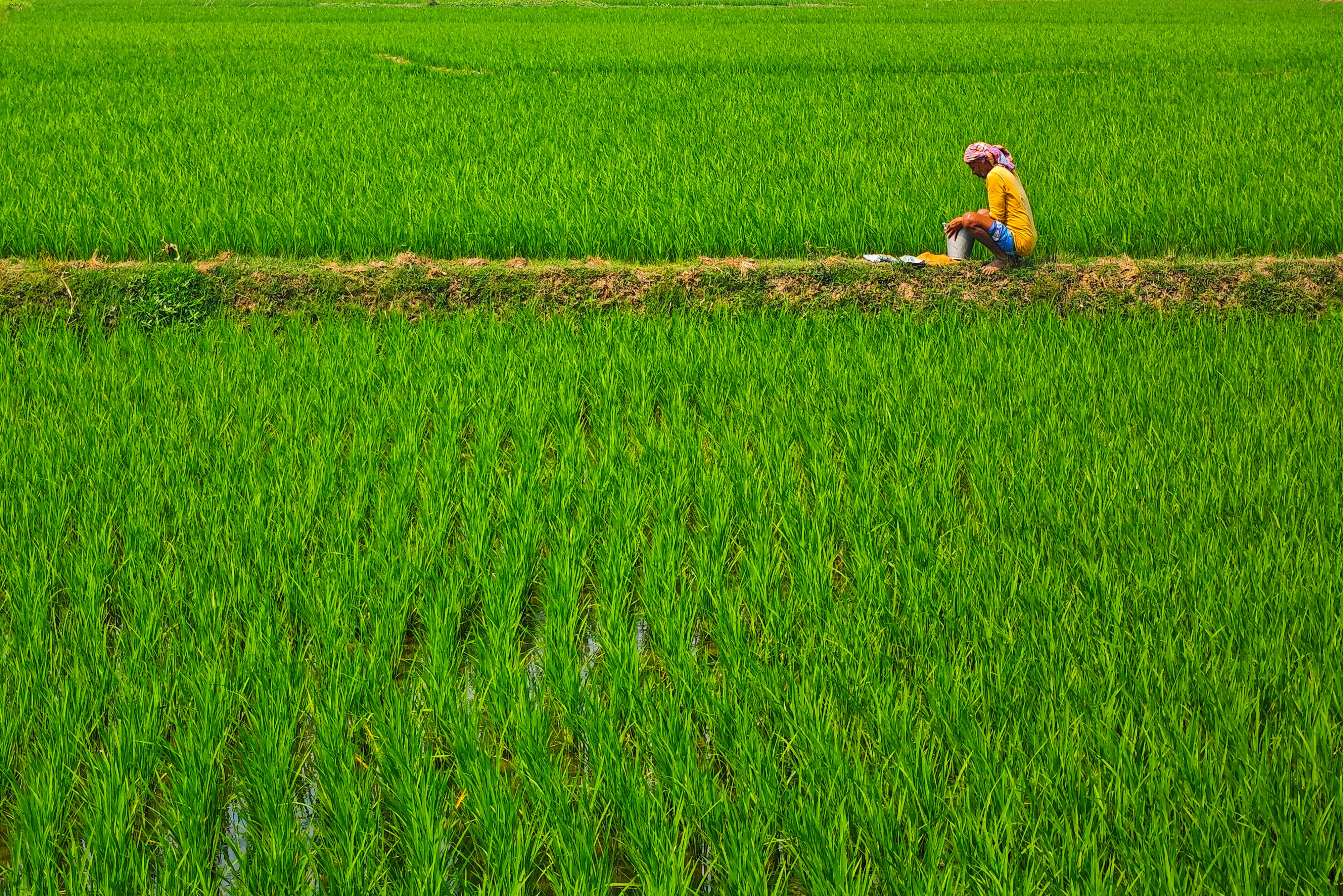 A farmer working in a bright green paddy field