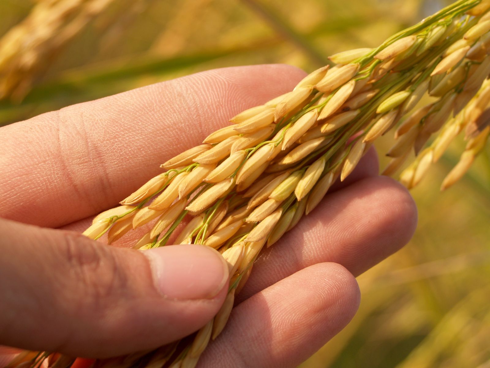 hand holding rice grain