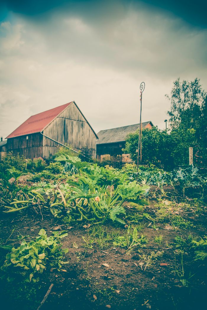 A serene countryside farm scene featuring barns and a lush vegetable garden.