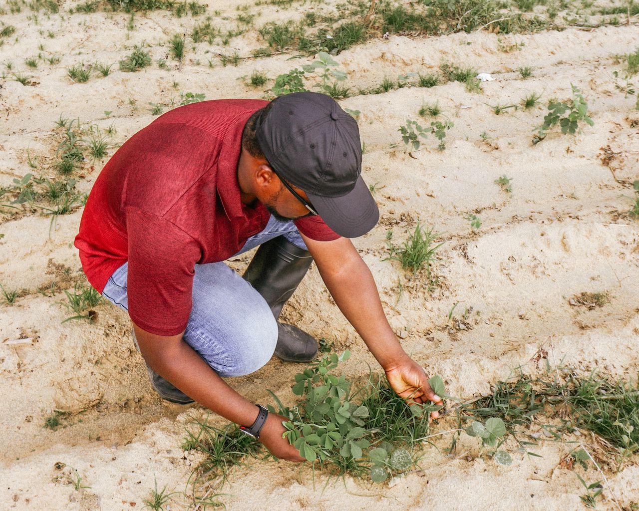 A farmer in Nigeria examines plants in the field, promoting sustainable agriculture.
