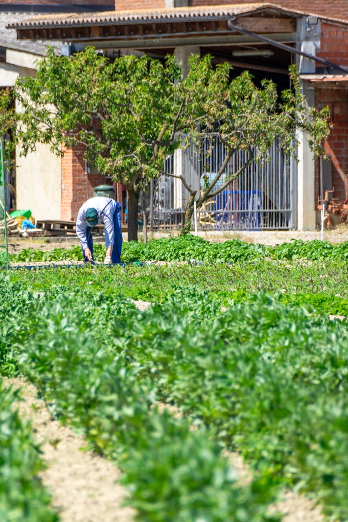 A farmer tends to crops in a sunny Castellazzo Bormida field in Italy.
